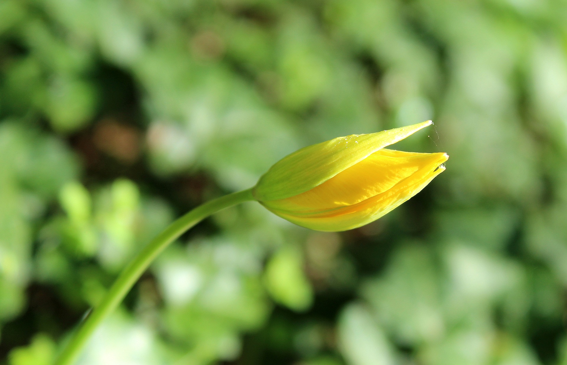 tulip-3334018_1920.jpg